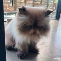 คาเฟ่ระยอง ตะพง #padacafe