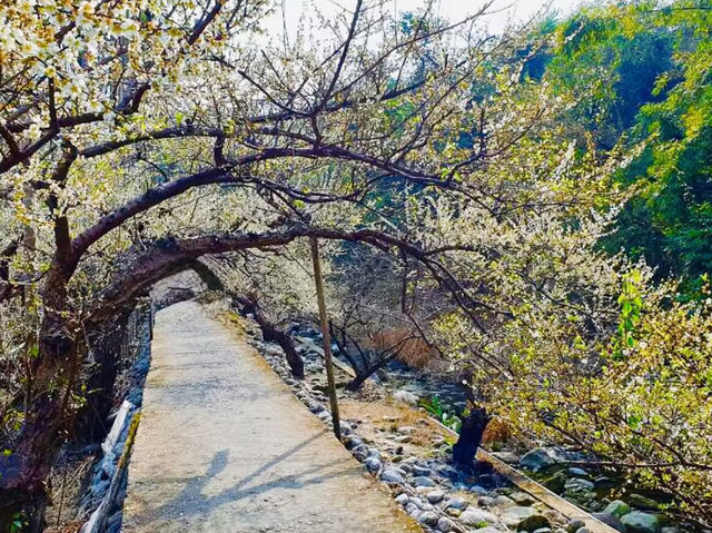 Xinshe Plum Blossom Festival - Spring's Sweet Delight