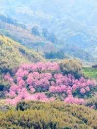 財伯櫻花果園 新竹在地超美櫻花海
