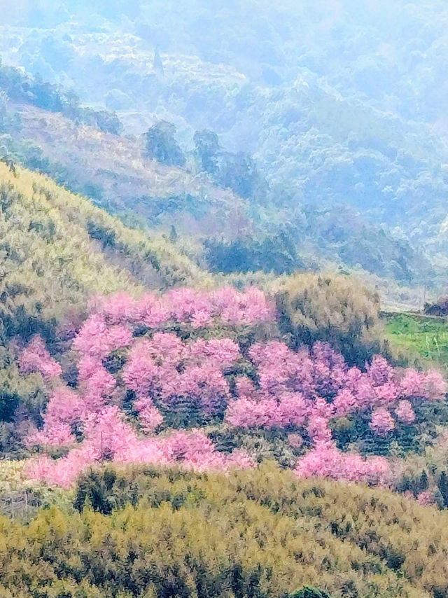 財伯櫻花果園 新竹在地超美櫻花海