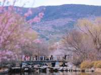 Peach Blossoms at the Haidian National Botanical Garden