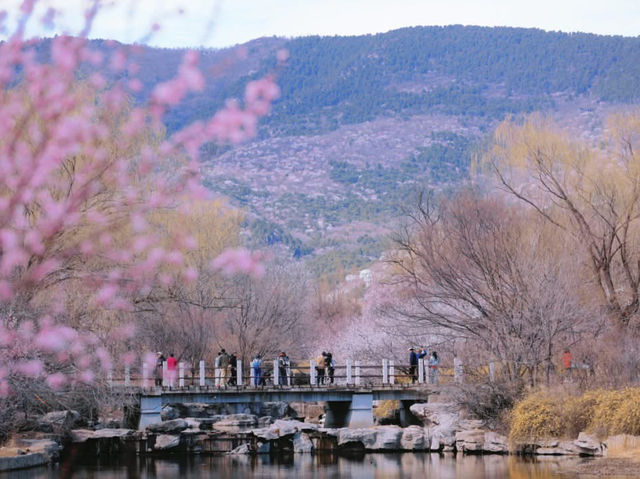 Peach Blossoms at the Haidian National Botanical Garden