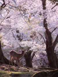 Chasing Sakura at Nara Deer Park