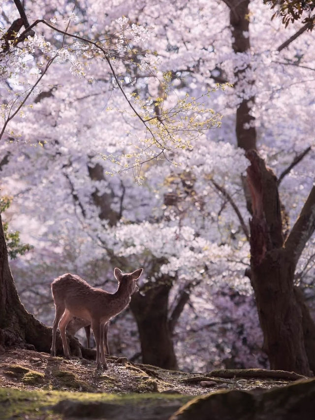 Chasing Sakura at Nara Deer Park