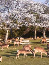 Chasing Sakura at Nara Park
