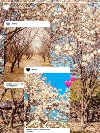 A Springtime Exploration of Local Beauty 💐 