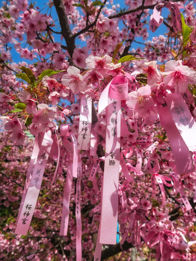 Chasing Sakura at Kawazu-zakura 