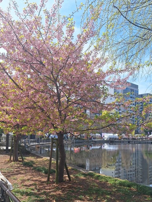 上野恩賜公園🌸