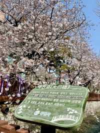 JINHAE ECO PARK | A BREATHTAKING CHERRY BLOSSOM WONDERLAND
