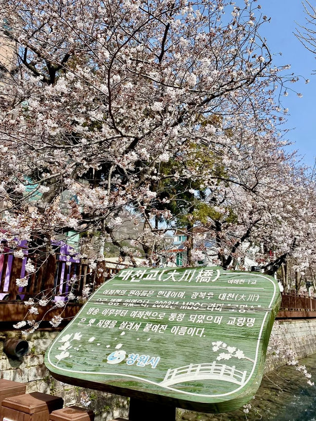JINHAE ECO PARK | A BREATHTAKING CHERRY BLOSSOM WONDERLAND