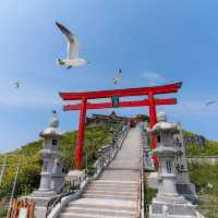 Chasing Sakura at Kabushima Island