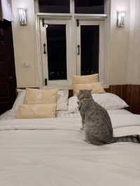 รีสอรท์ในสังขละบุรี ต้อนรับน้องแมว 
