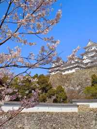 乘JR自由行賞花回憶