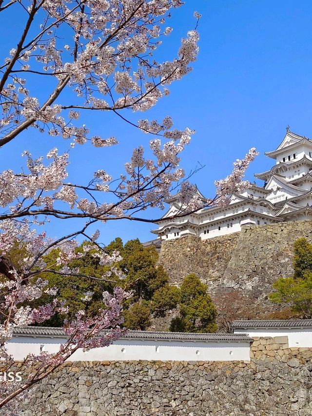 乘JR自由行賞花回憶
