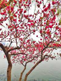 Xuanwu Lake: Nanjing’s Serene Urban Oasis