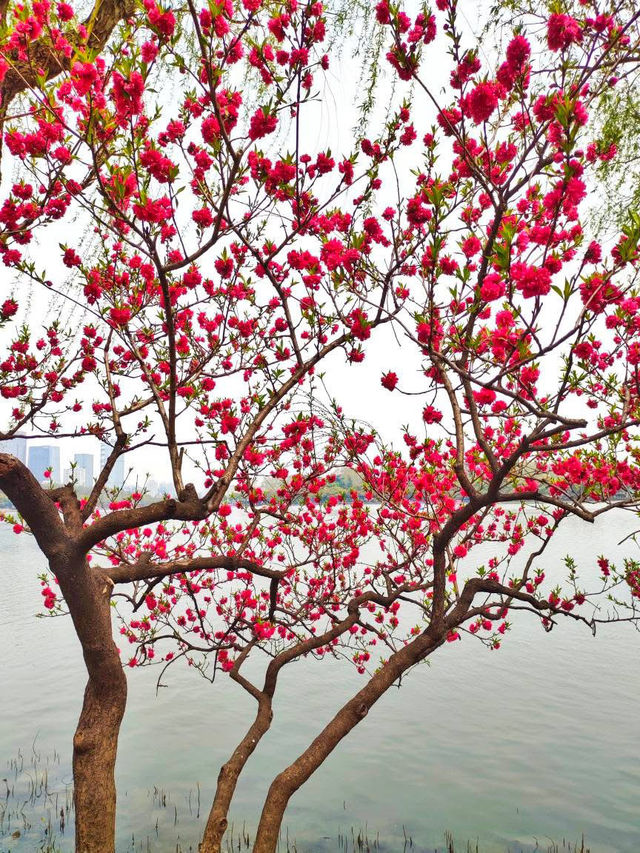 Xuanwu Lake: Nanjing’s Serene Urban Oasis