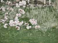 Xuanwu Lake - Dawn Awakening Moments