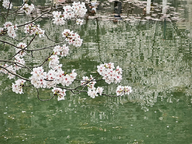 Xuanwu Lake - Dawn Awakening Moments