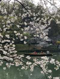 Hangzhou in Bloom: My Favorite Cherry Blossom Spots 🌸