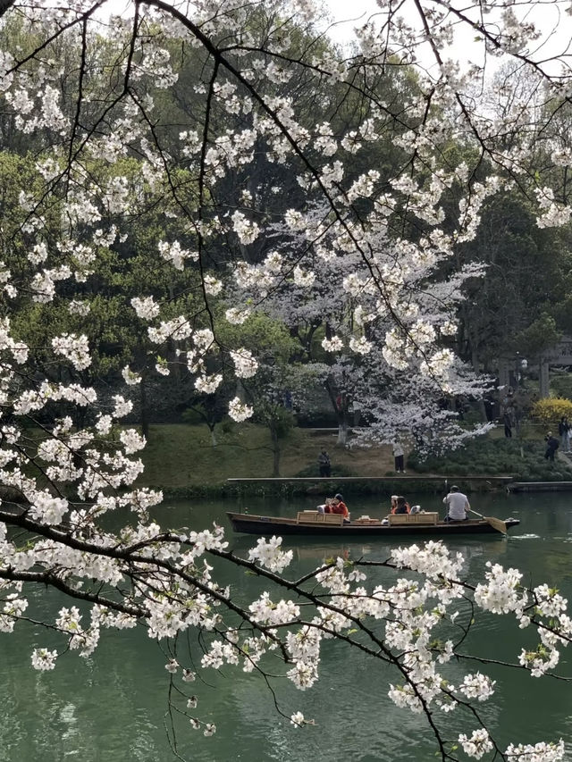 Hangzhou in Bloom: My Favorite Cherry Blossom Spots 🌸