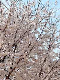 벚꽃과 개나리를 함께 볼 수 있는 대구 금호강생태공원🌿