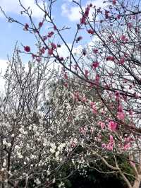 Spring at Kiso Sansen Park🌷