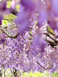 淡水｜紫色浪漫來襲 紫藤花園日本紫藤賞花期只有兩周
