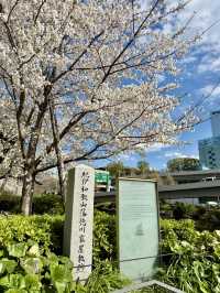 Cherry Blossoms in Full Bloom at Tokyo Garden Terrace Kioicho