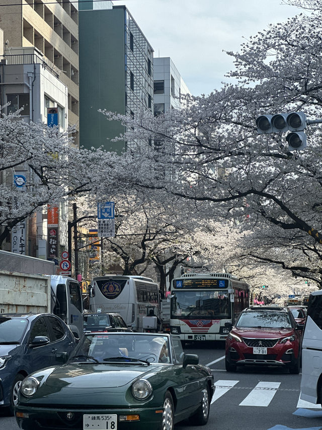 東京賞櫻攻略：中目黑、澀谷、中野、芝公園，一次蒐集所有粉嫩美景！🌸