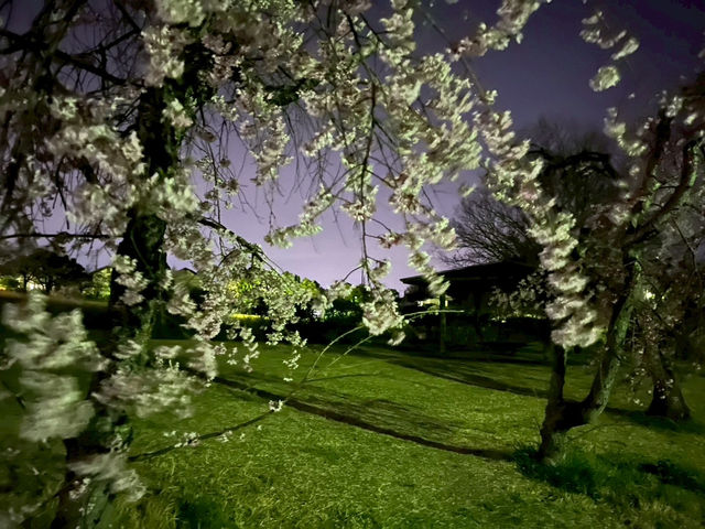 走井山公園｜桑名市の隠れた桜の名所で春を満喫🌸