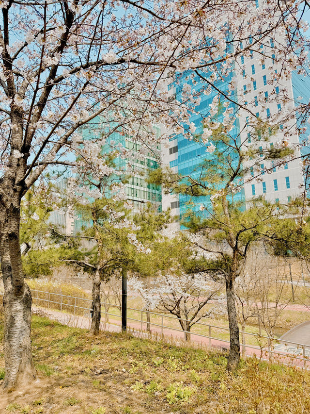 강동에 벚꽃놀이~!