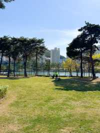 벚꽃 피크닉이 가능한 부산 APEC 나루공원🌸