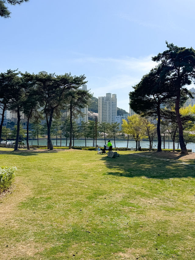 벚꽃 피크닉이 가능한 부산 APEC 나루공원🌸