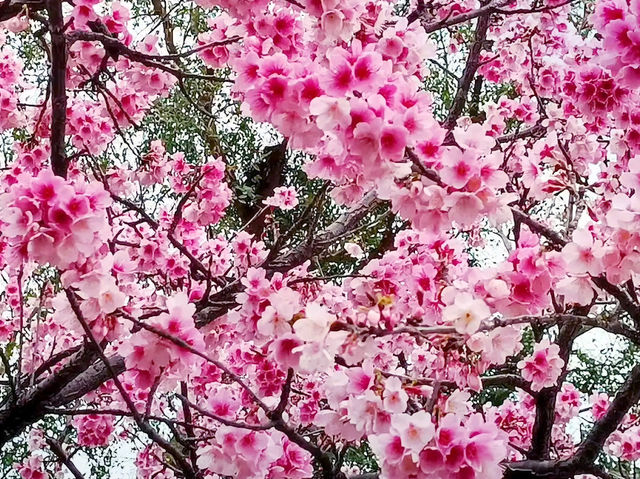 🌸** 賞櫻的迷人櫻花樹**🌸