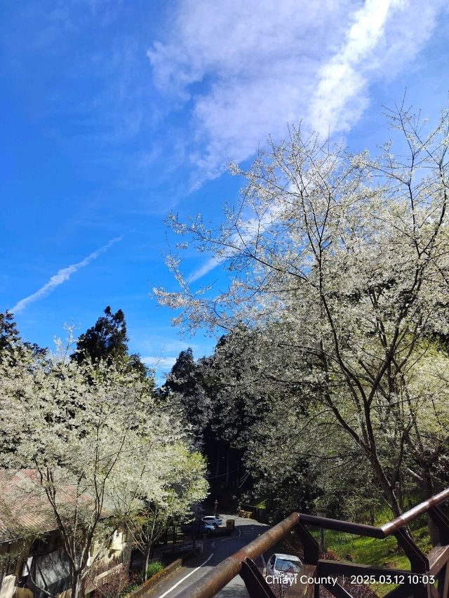 ไปดู The King of Cherry Blossom Alishan 