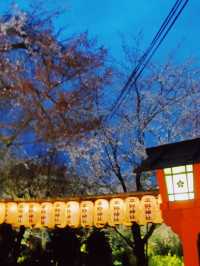 【京都】桜の穴場スポット🌸お花見・カフェ・神社・庭園