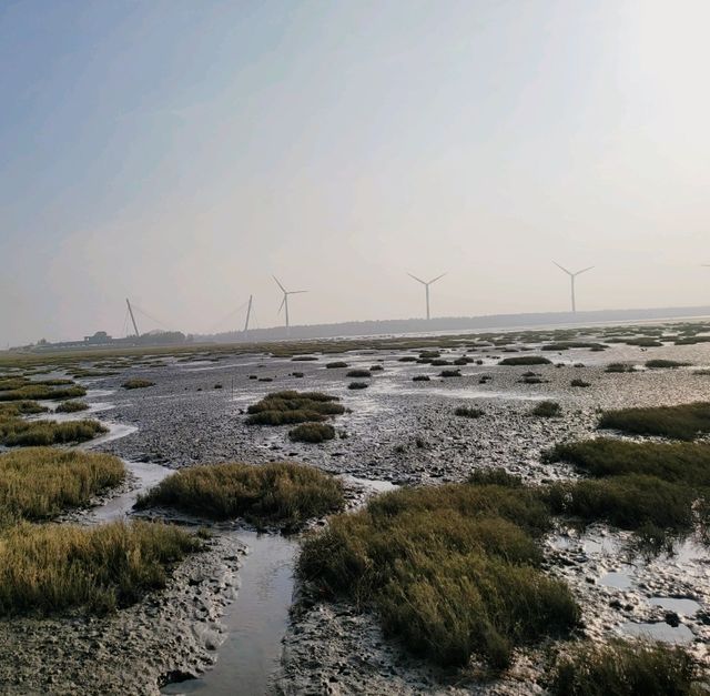 Chasing the Winds: An Epic Adventure at Gaomei Wetlands