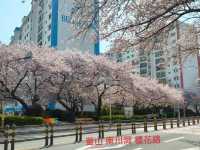 釜山廣安里南川洞櫻花路賞櫻必遊景點。
