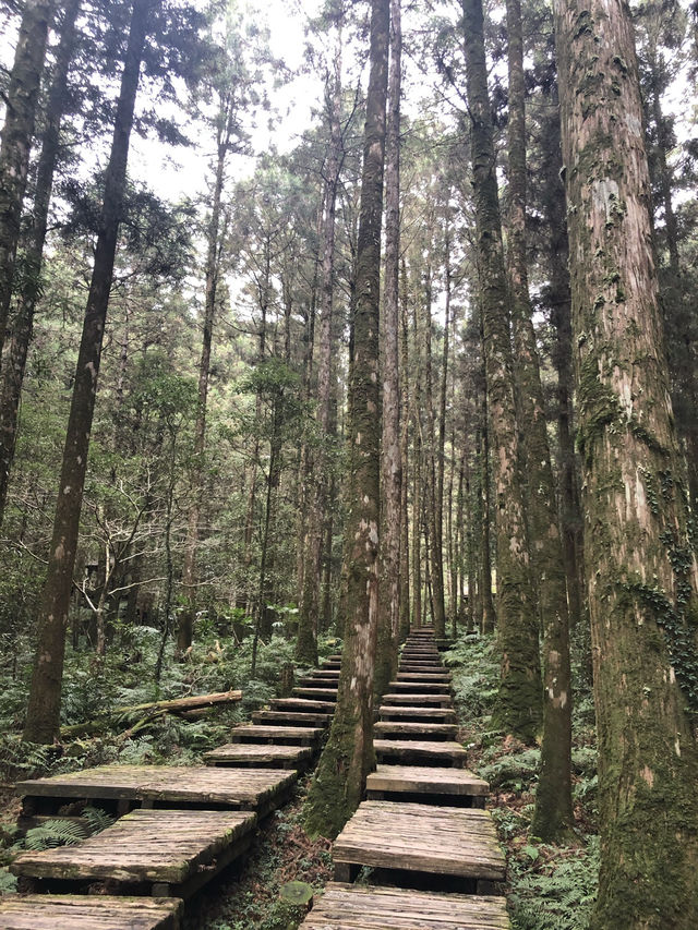 宜蘭秘境一日遊：明池森林遊樂區放空小旅行