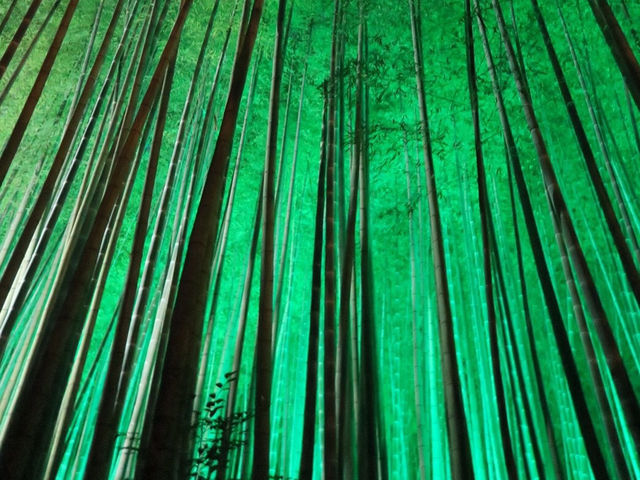 光に包まれた神秘の大楠に感動🌳✨