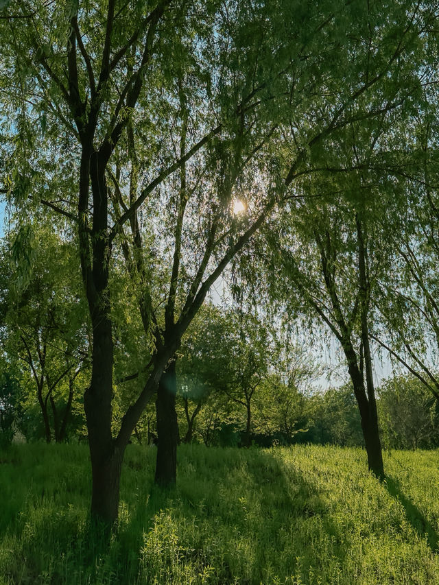 이제 노들섬은 그만🙅🏼‍♀️ 한강 피크닉 여기로 가자🌿