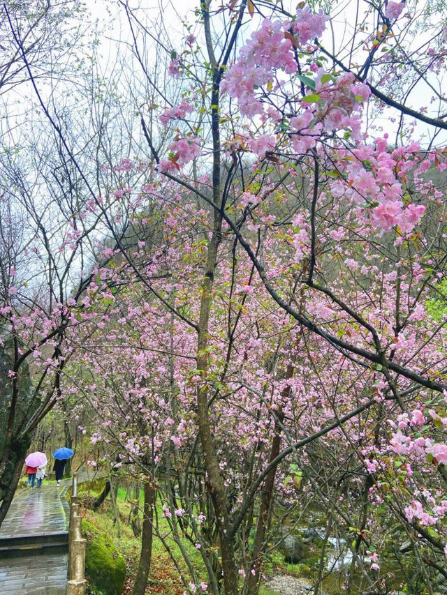 Explore Qinling Mountains