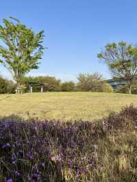 Spring Walks at Yumenoshima Green Road Park