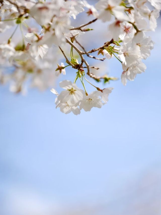 Kawagoe Cherry Blossoms– A Time-Warped Sakura Experience