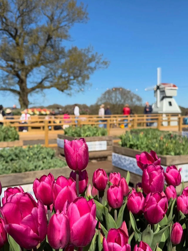 Tulip Fields Day Trip from Birmingham