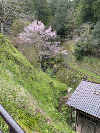 หมู่บ้านคายาบุกิโนะซาโตะ (Miyama Kayabuki no Sato)