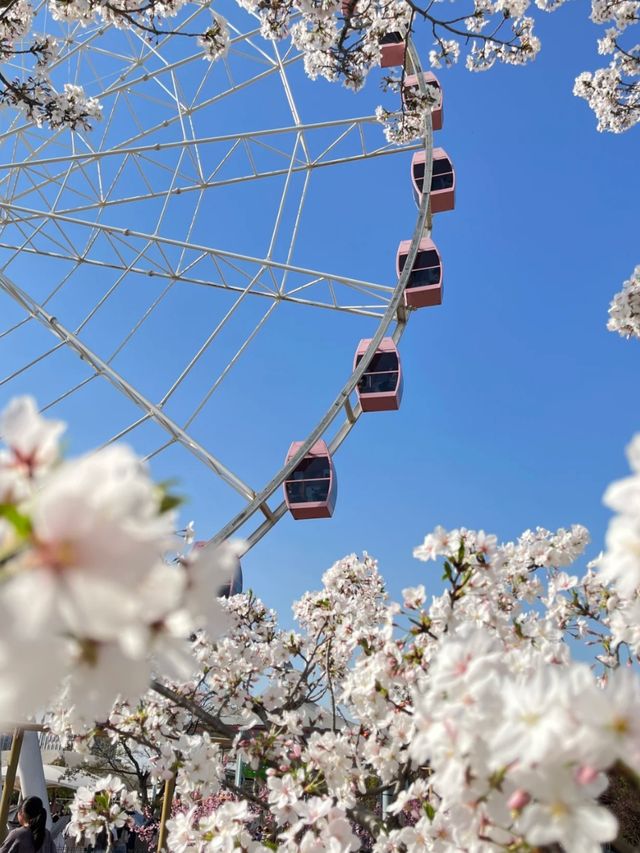 A Sea of Sakura: Gucun Park in Full Bloom
