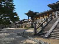“Bulguksa Temple: Where Cherry Blossoms Embrace Timeless Tranquility”