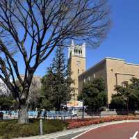Campus in Bloom – A Serene Spring Walk Through Waseda University