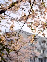 🌸 Meguro River Cherry Blossoms Are Beautiful, But I Prefer This Quiet Hidden Gem